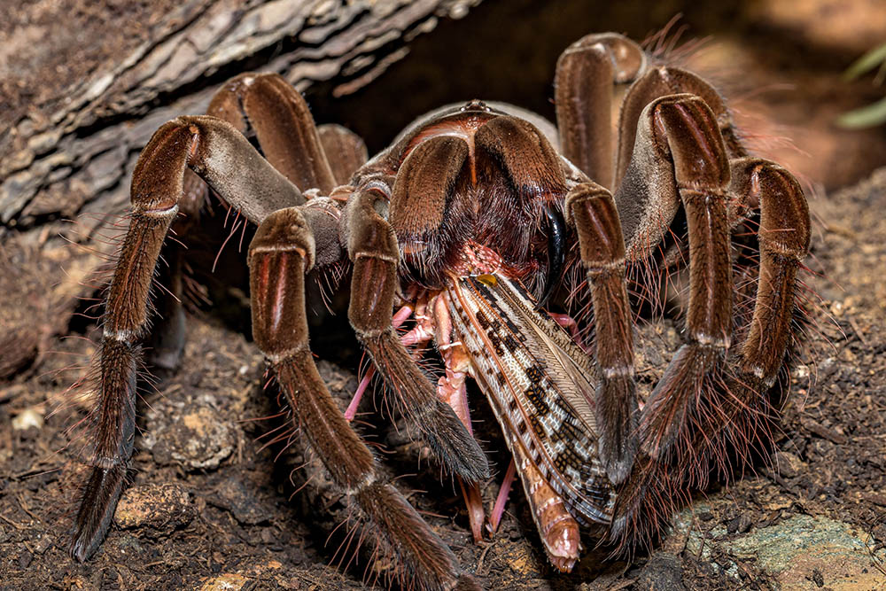 What Do Tarantulas Eat