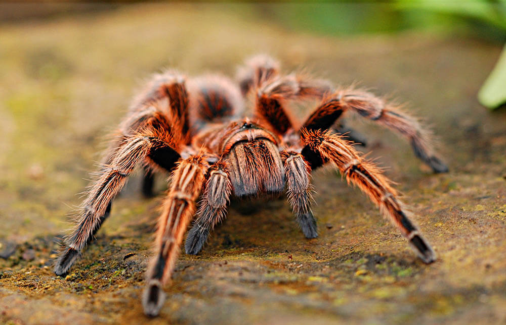 What Do Tarantulas Eat