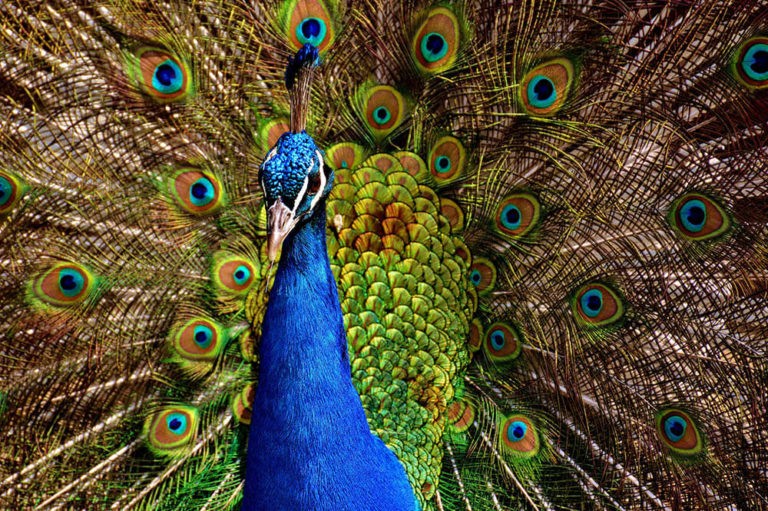 Are Peacocks Aggressive? | Pet Care Advisors