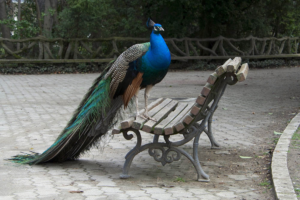Are Peacocks Aggressive?