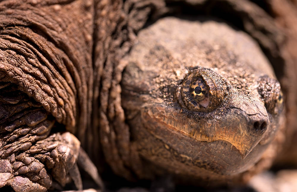 Are Snapping Turtles Dangerous?