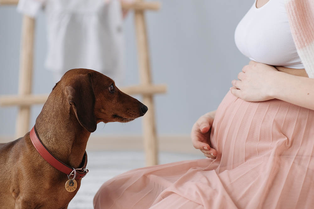 Can Dogs Sense Pregnancy?