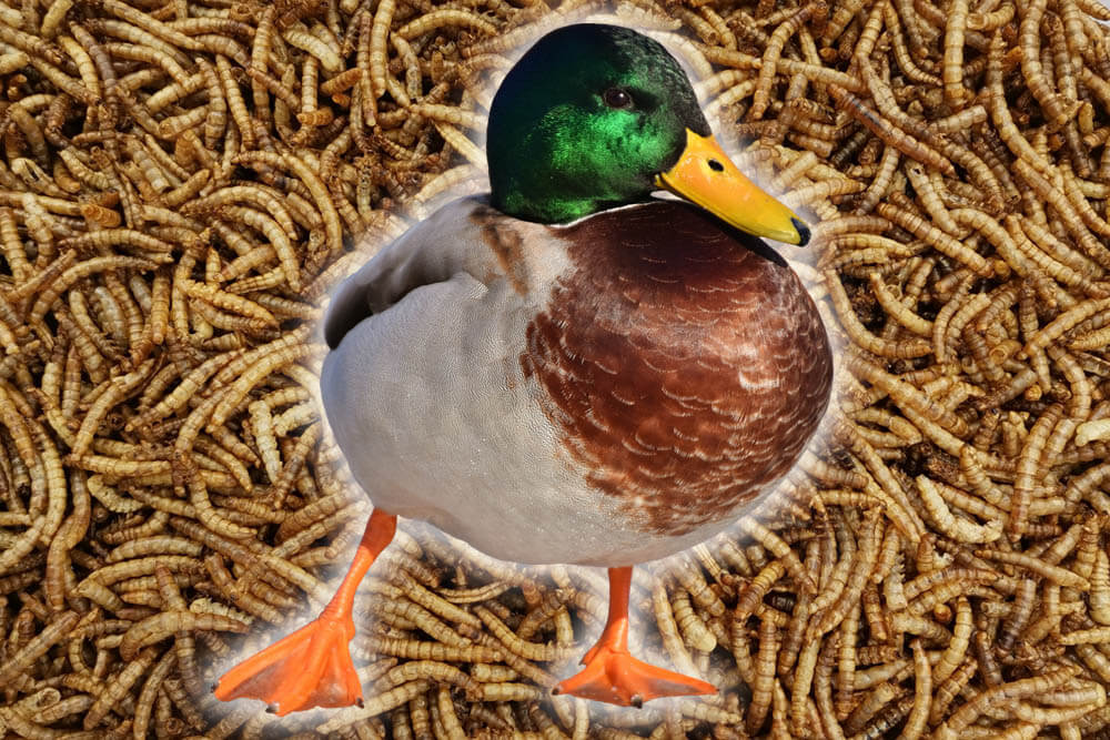 Can Ducks Eat Mealworms?