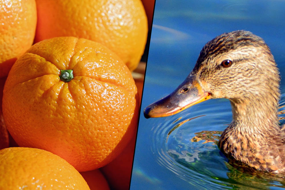 Can Ducks Eat Oranges?