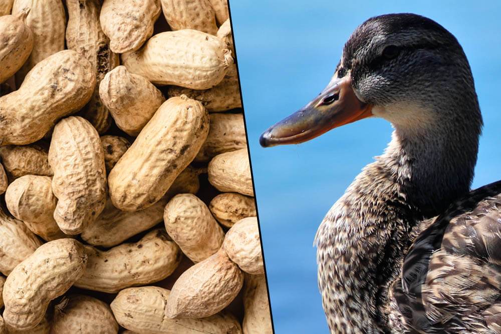 Can Ducks Eat Peanuts?