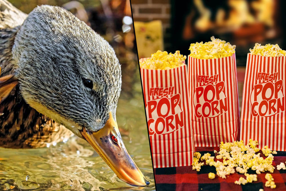 Can Ducks Eat Popcorn?
