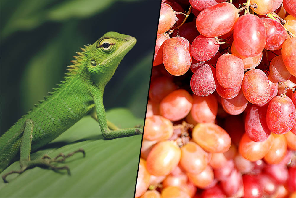 Can Iguanas Eat Grapes?