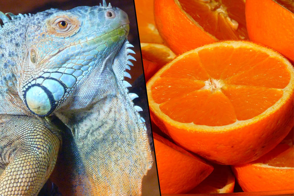 Can Iguanas Eat Oranges?