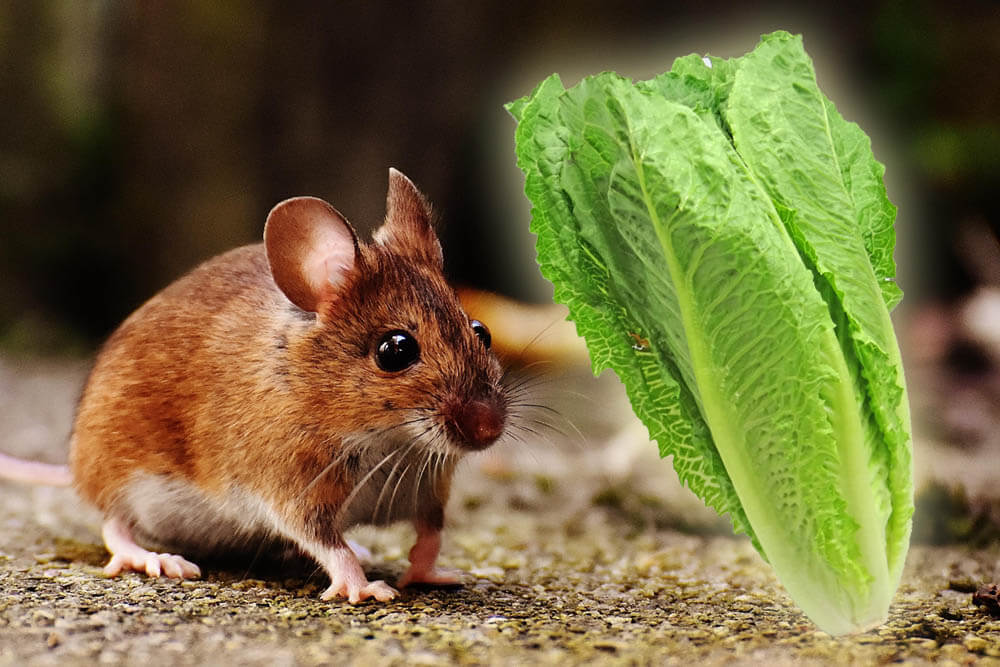 Can Mice Eat Lettuce?