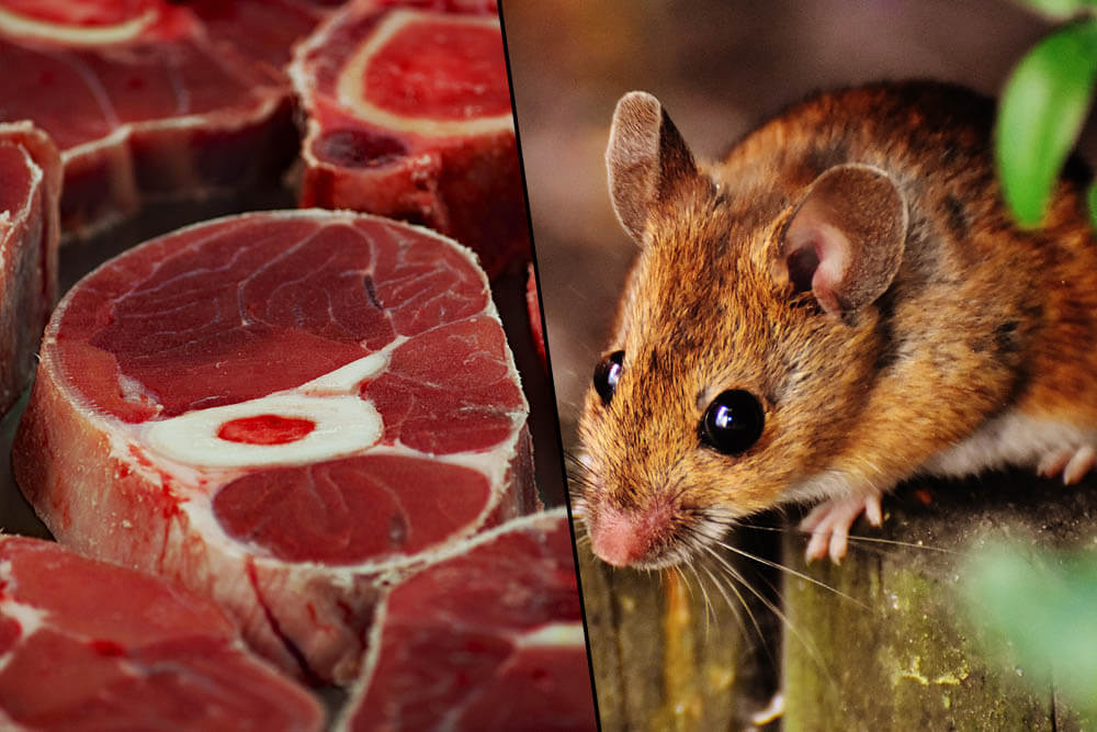 Can Mice Eat Meat?