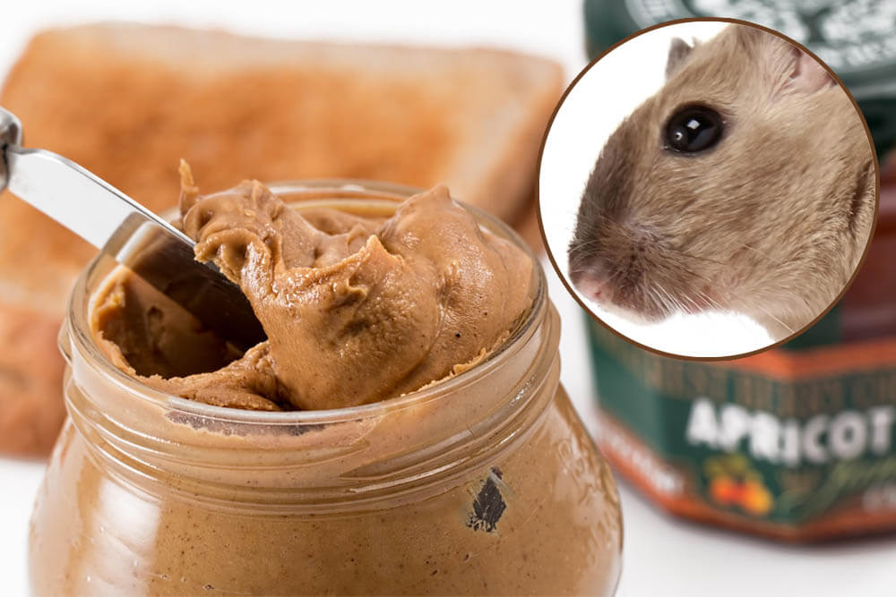 Can Mice Eat Peanut Butter?