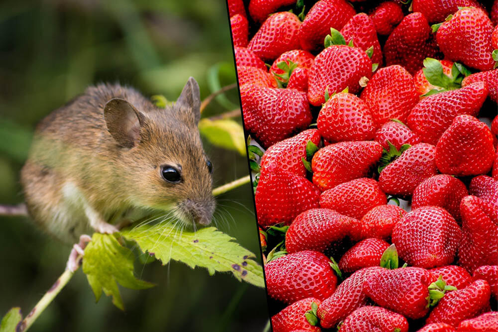 Can Mice Eat Strawberries?