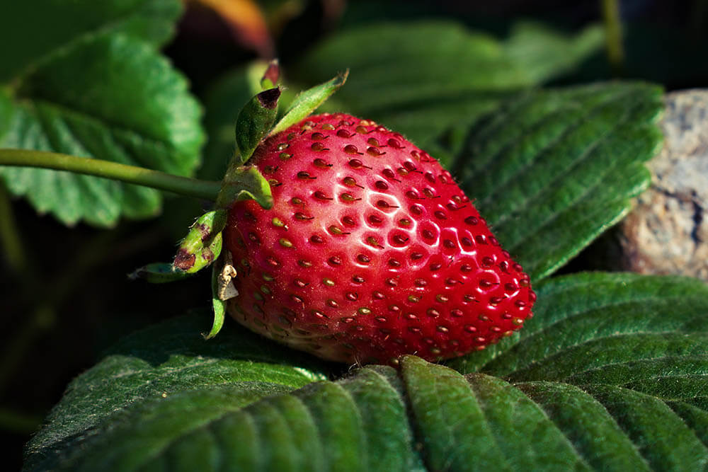 Can Mice Eat Strawberries?