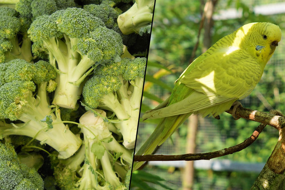 Can Parakeets Eat Broccoli?