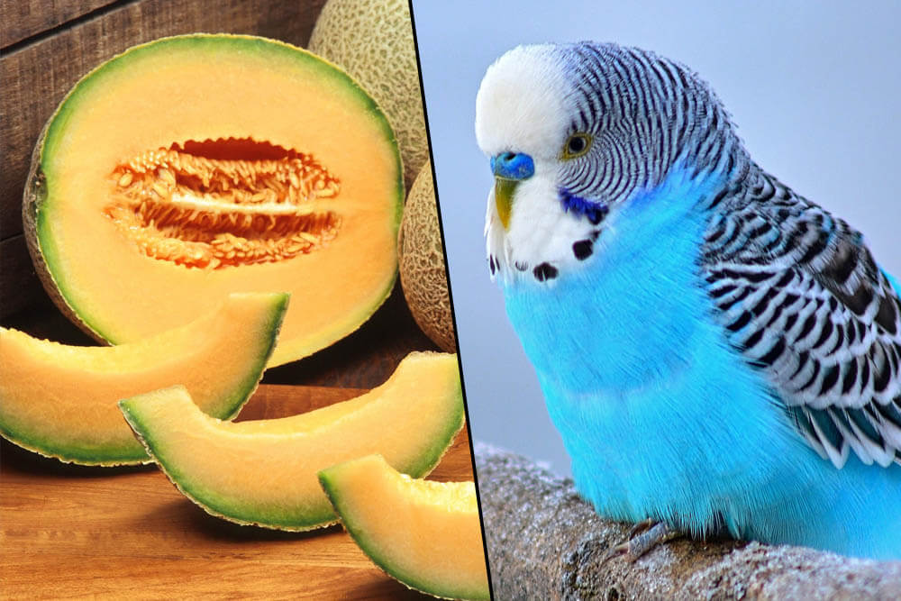 Can Parakeets Eat Cantaloupes?