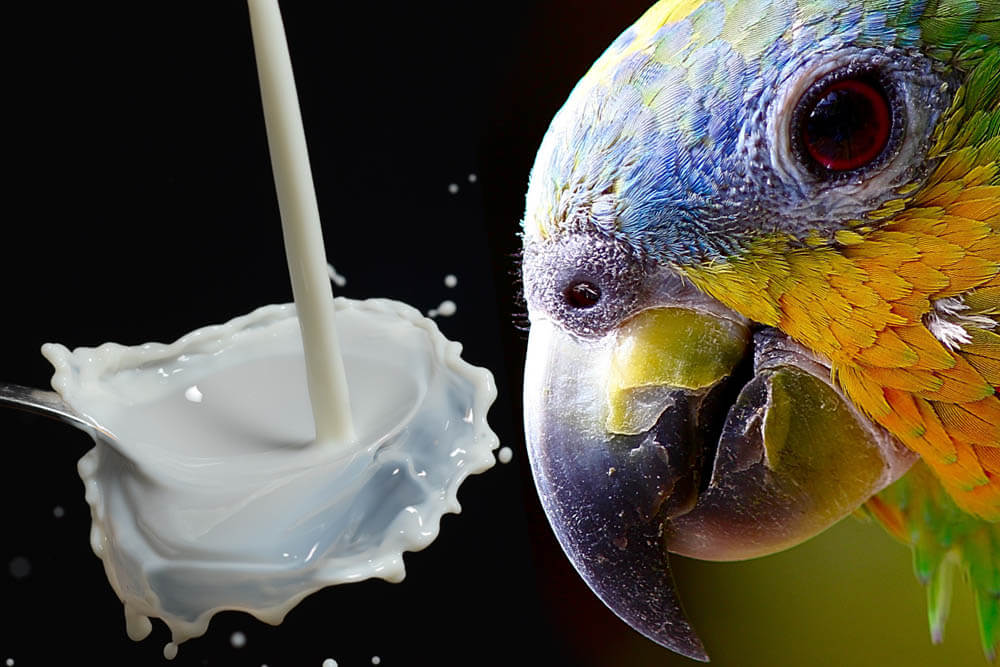 Can Parrots Drink Milk?