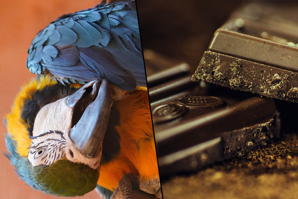 Can Parrots Eat Chocolate?