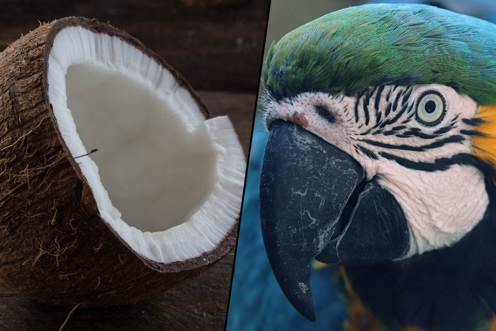 Can Parrots Eat Coconut?