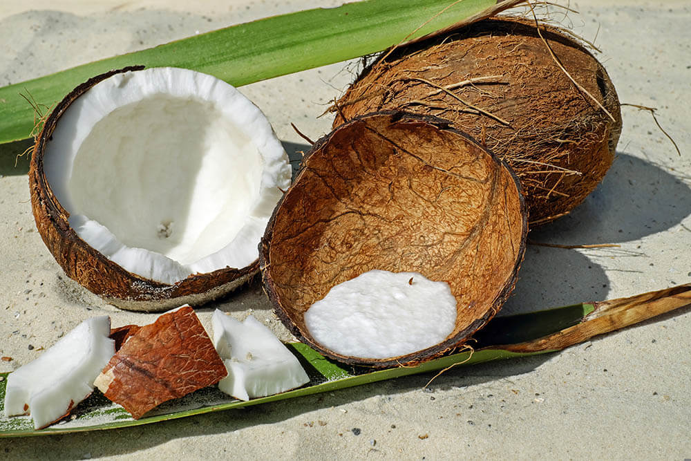 Can Parrots Eat Coconut?