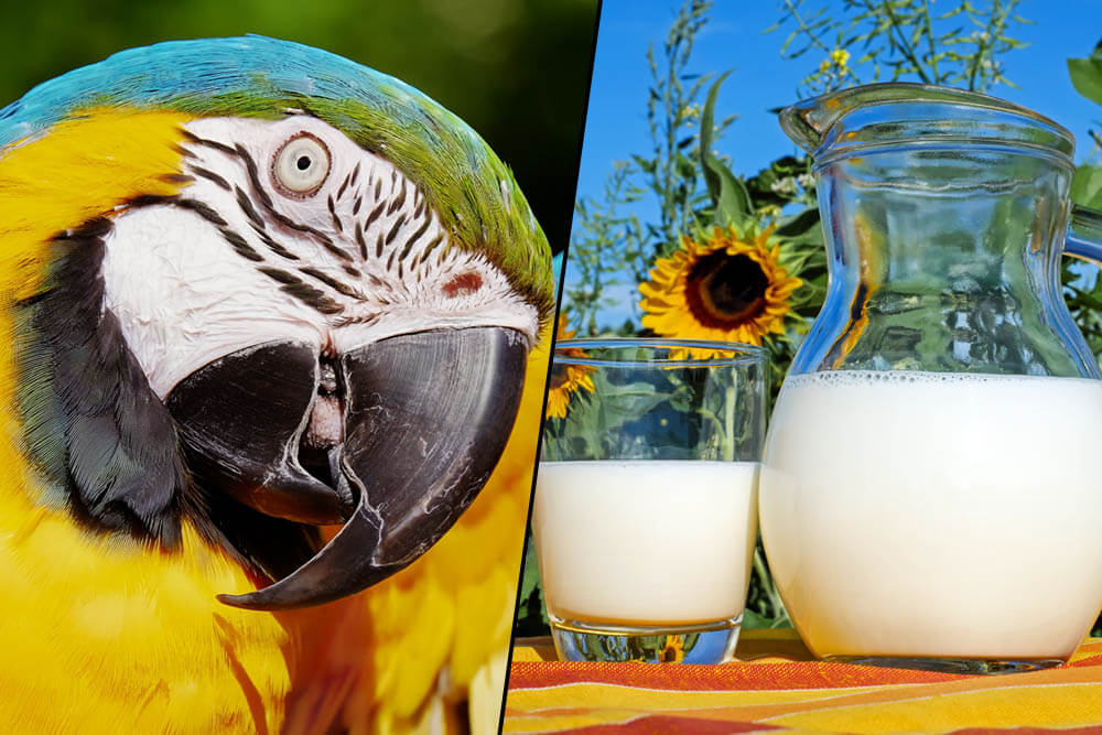 Can Parrots Eat Dairy?