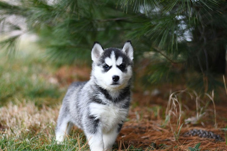 Can Puppies Have Rawhide? Pet Care Advisors