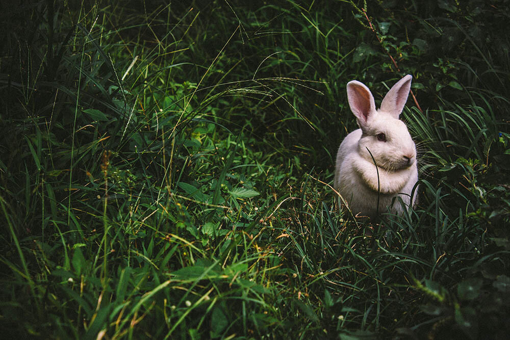 Can Rabbits Die from Loneliness?