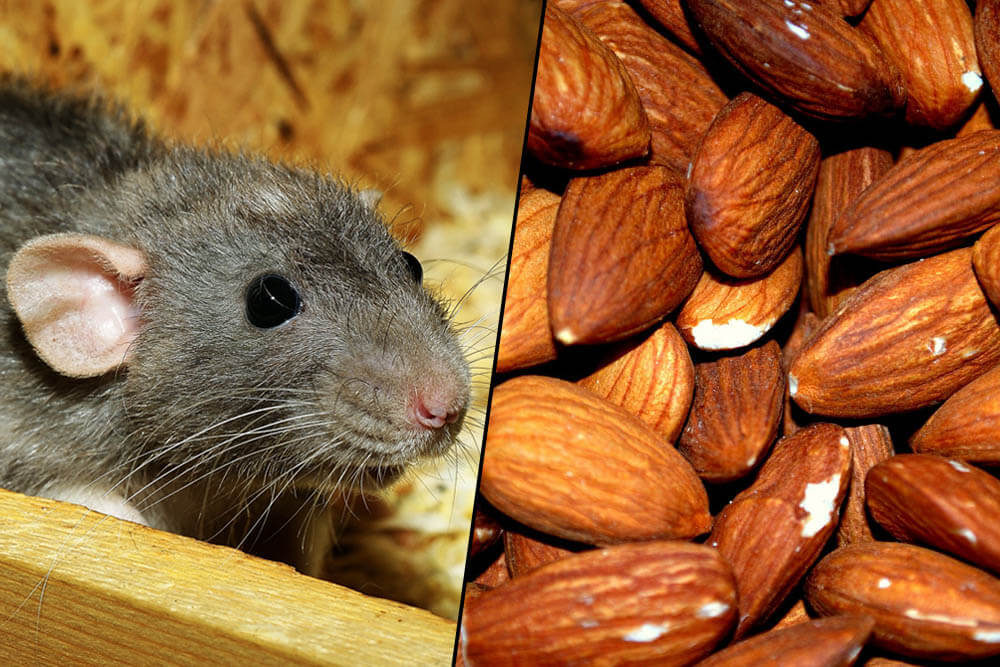 Can Rats Eat Almonds?