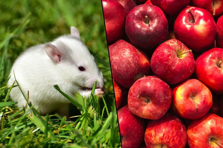 Eating Rats Appocalipse Can Rats Eat Apples? | Pet Care Advisors