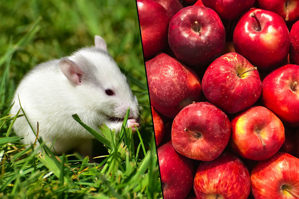 Can Rats Eat Apples?