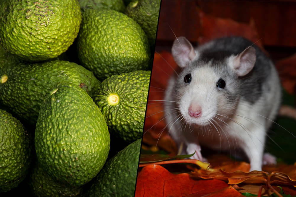 Can Rats Eat Avocados?