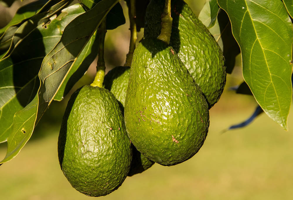 Can Rats Eat Avocados?