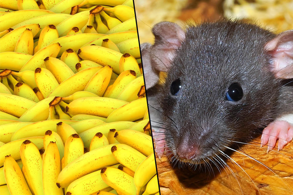 Can Rats Eat Bananas?