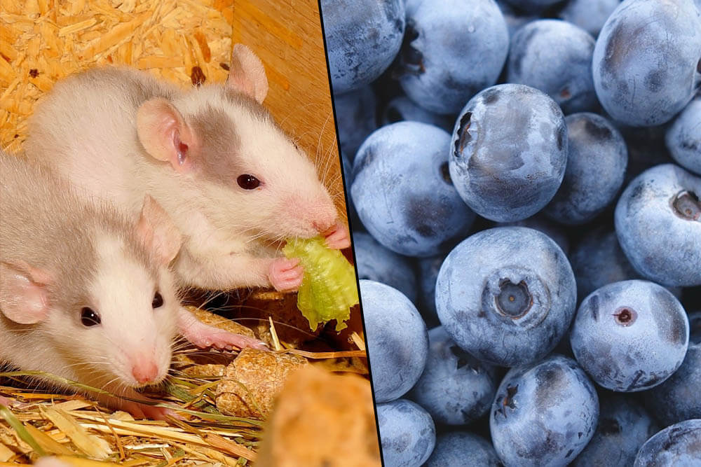 Can Rats Eat Blueberries?