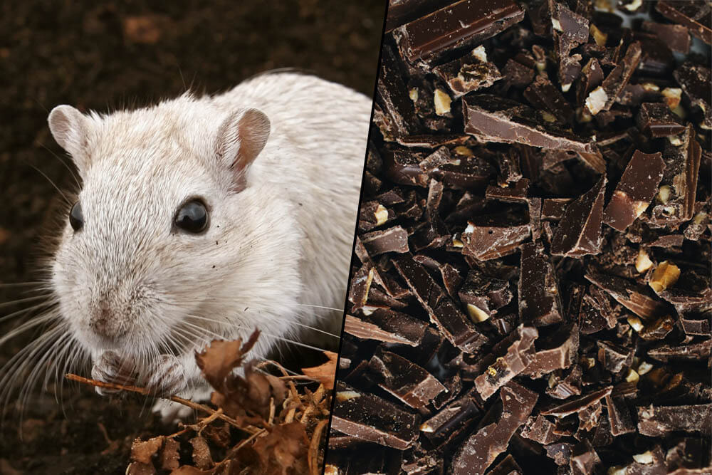 Can Rats Eat Chocolate?