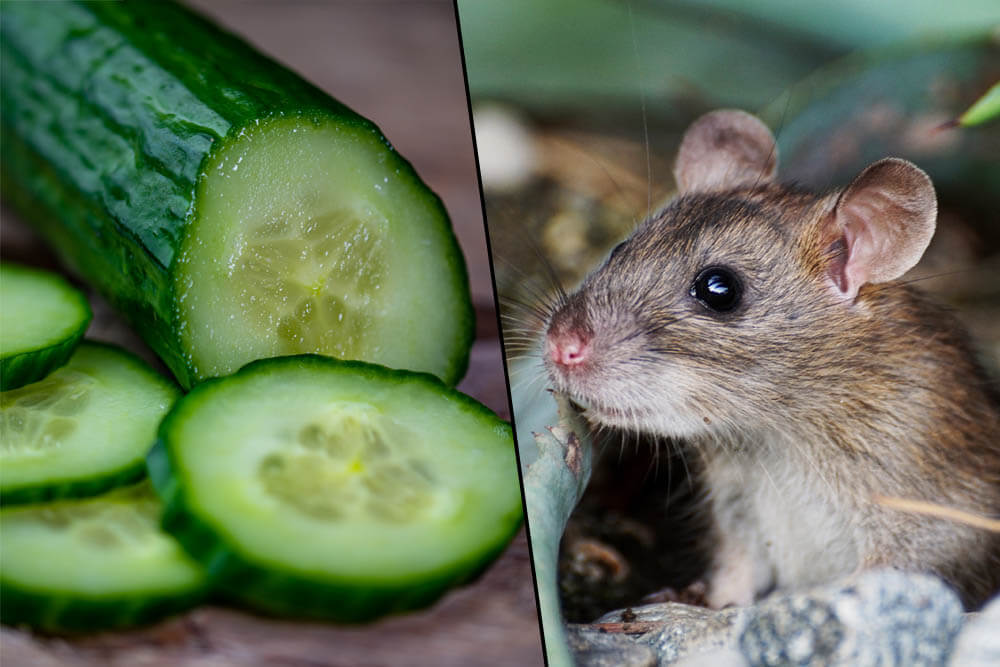 Can Rats Eat Cucumbers?