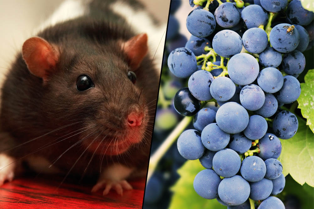 Can Rats Eat Grapes?