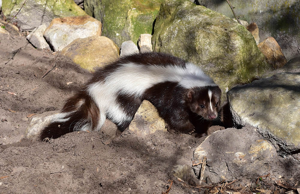 Can You Keep a Skunk as a Pet?