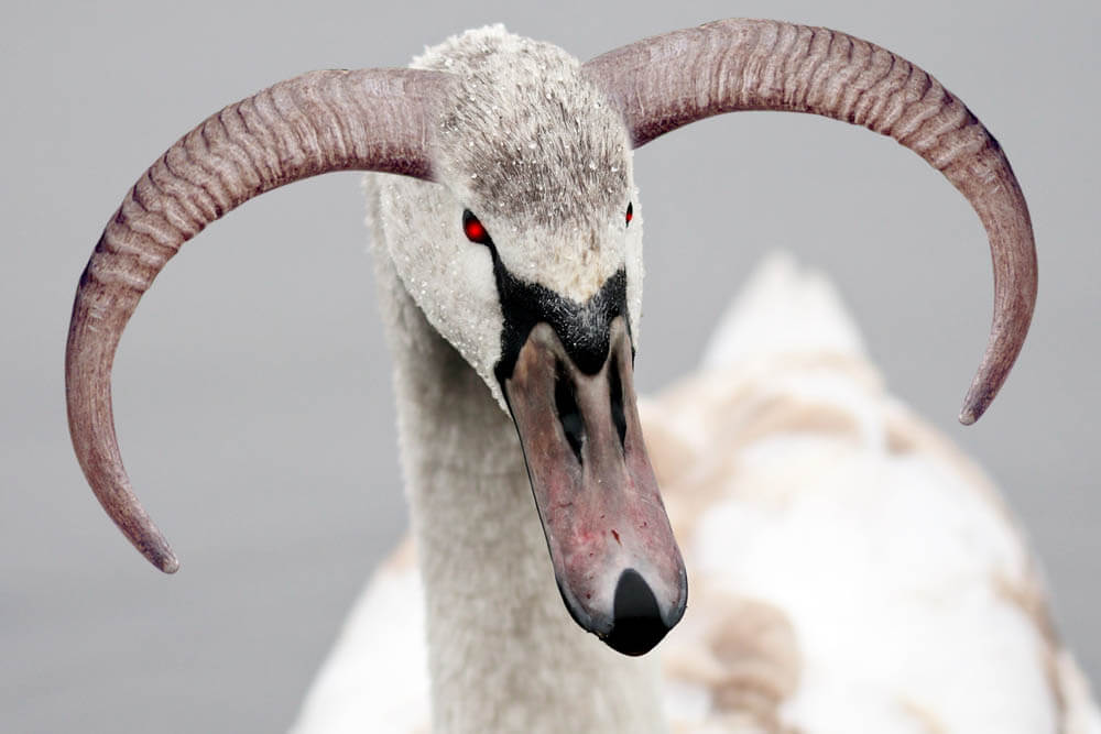 Can You Keep a Swan as a Pet?