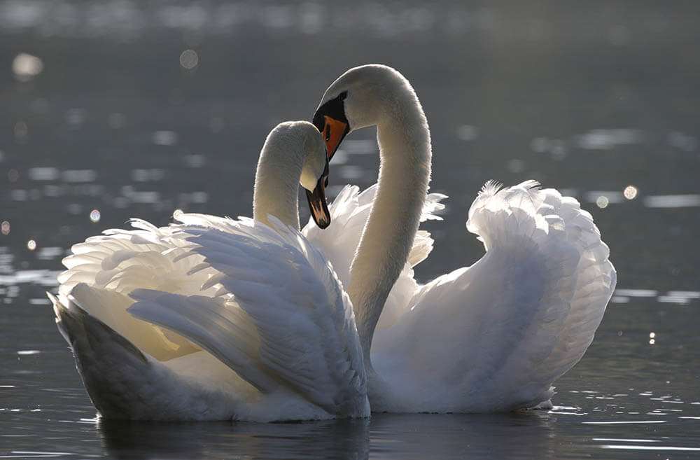 Can You Keep a Swan as a Pet?