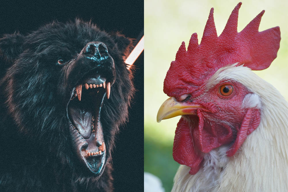 Do Bears Attack Chickens?