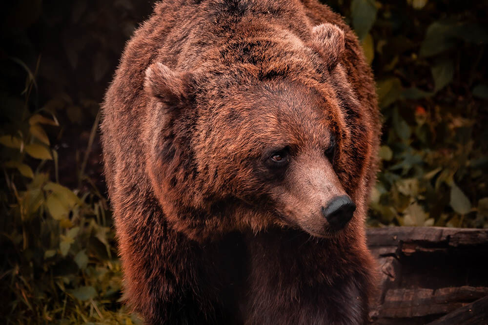 Do Bears Attack Chickens?