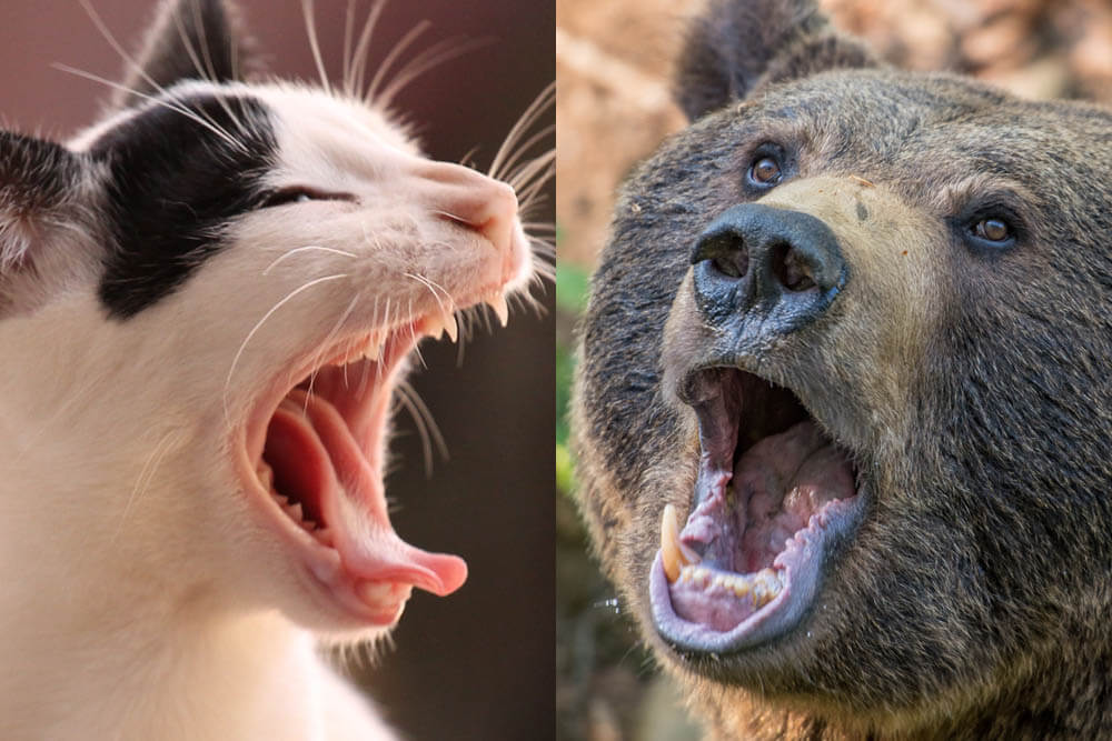 Do Bears Attack and Eat Cats?