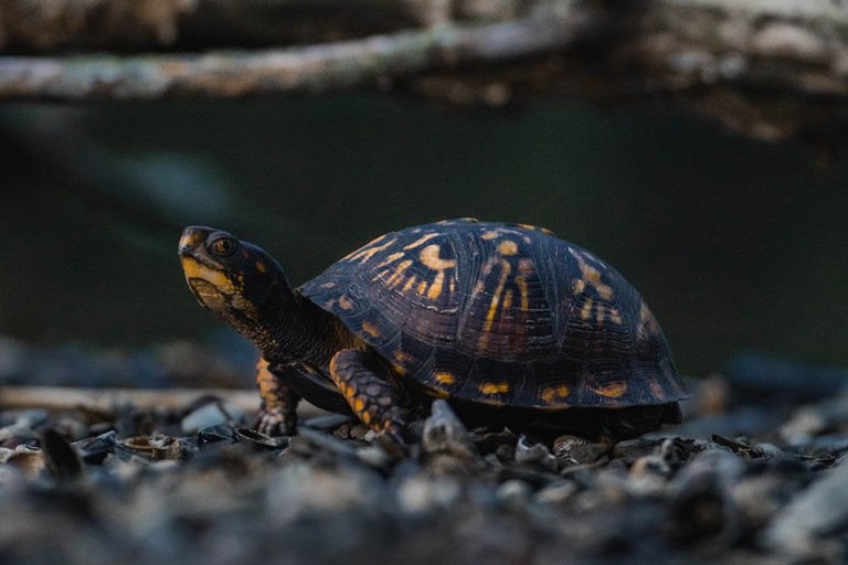 How Big Do Box Turtles Get? | Pet Care Advisors