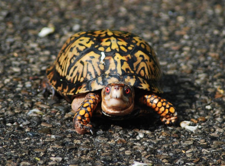 How Big Do Box Turtles Get? | Pet Care Advisors