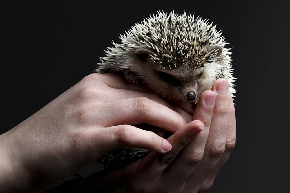 Do Hedgehogs Make Good Pets?