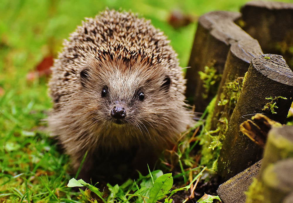 Do Hedgehogs Make Good Pets?