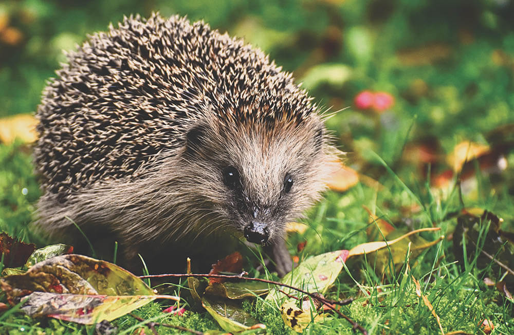 Do Hedgehogs Make Good Pets?