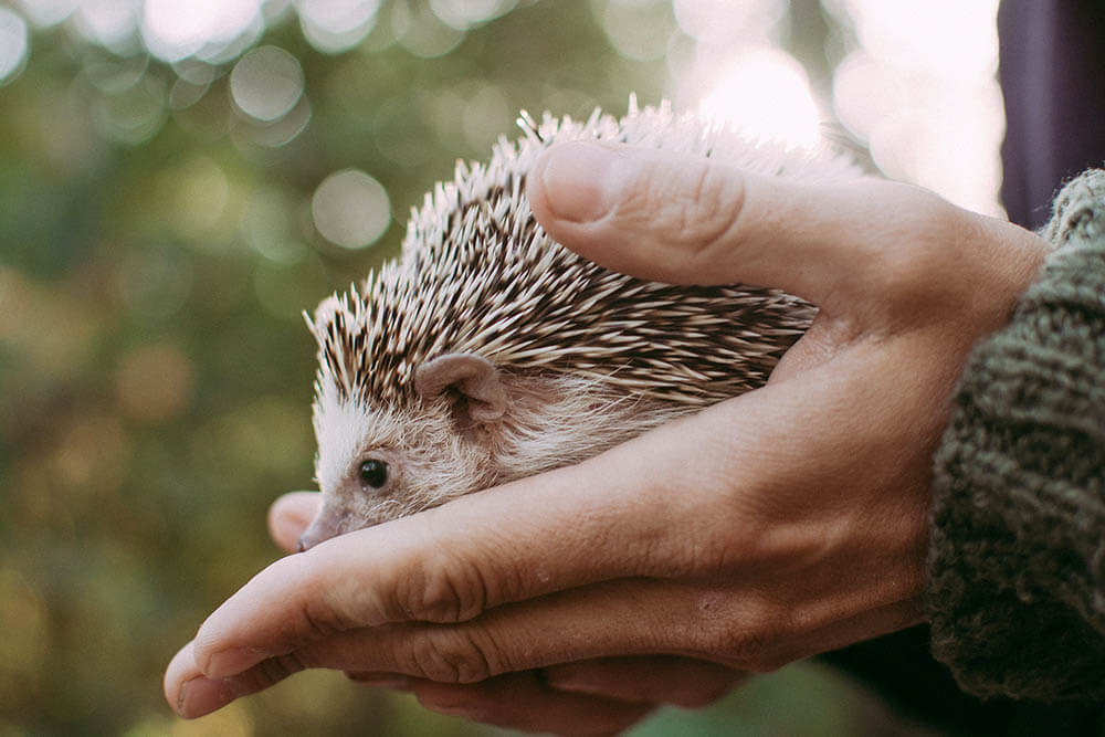 Do Hedgehogs Make Good Pets?