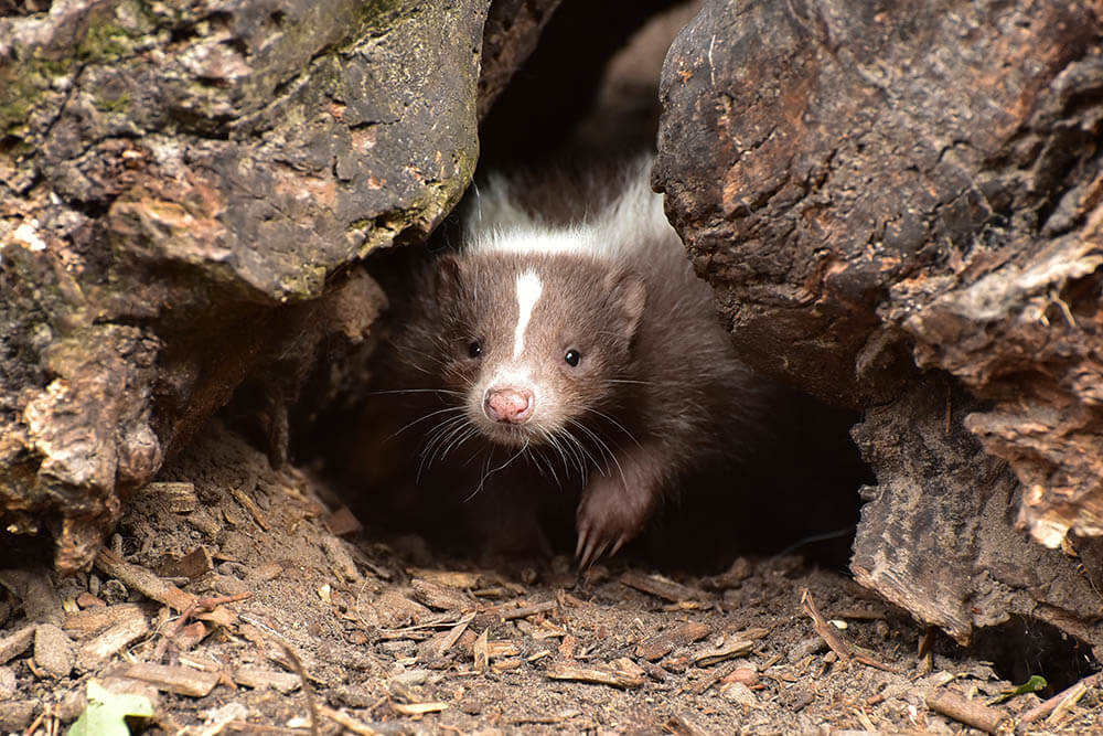 Do Skunks Eat Chickens?