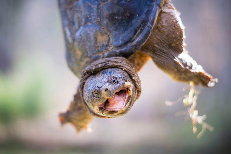 Are Snapping Turtles Dangerous? | Pet Care Advisors